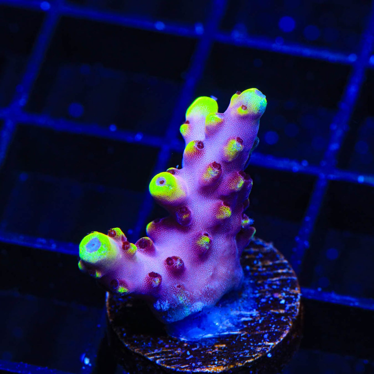 JF Fox Flame Acropora Coral