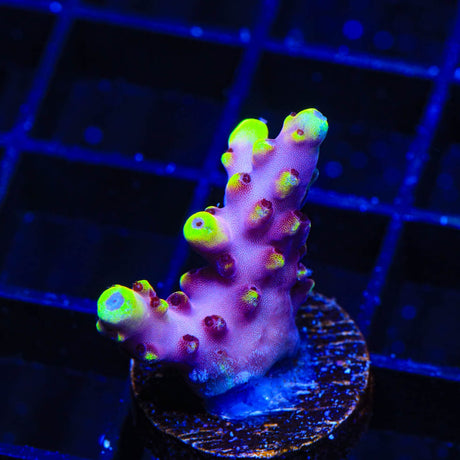 JF Fox Flame Acropora Coral