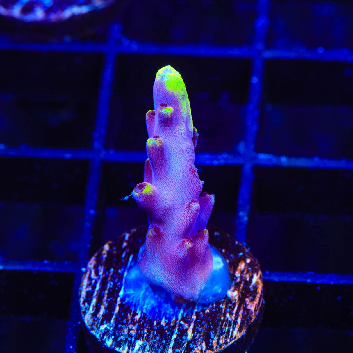 JF Fox Flame Acropora Coral