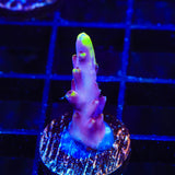 JF Fox Flame Acropora Coral