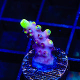 JF Fox Flame Acropora Coral