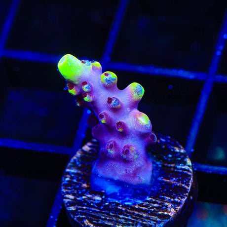 JF Fox Flame Acropora Coral