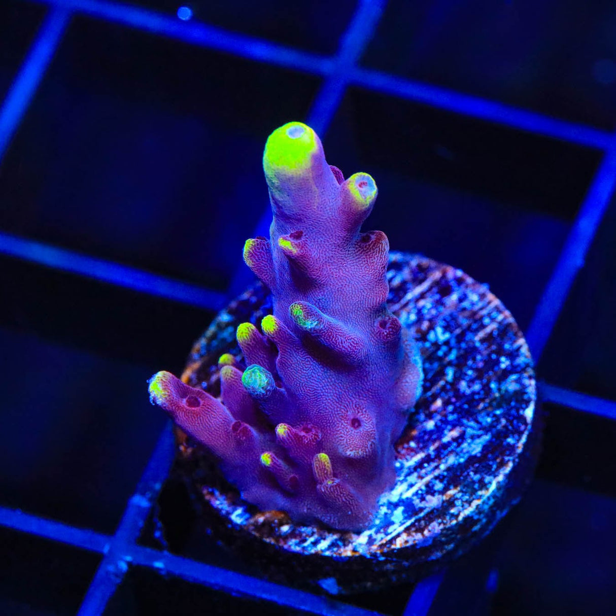 JF Fox Flame Acropora Coral