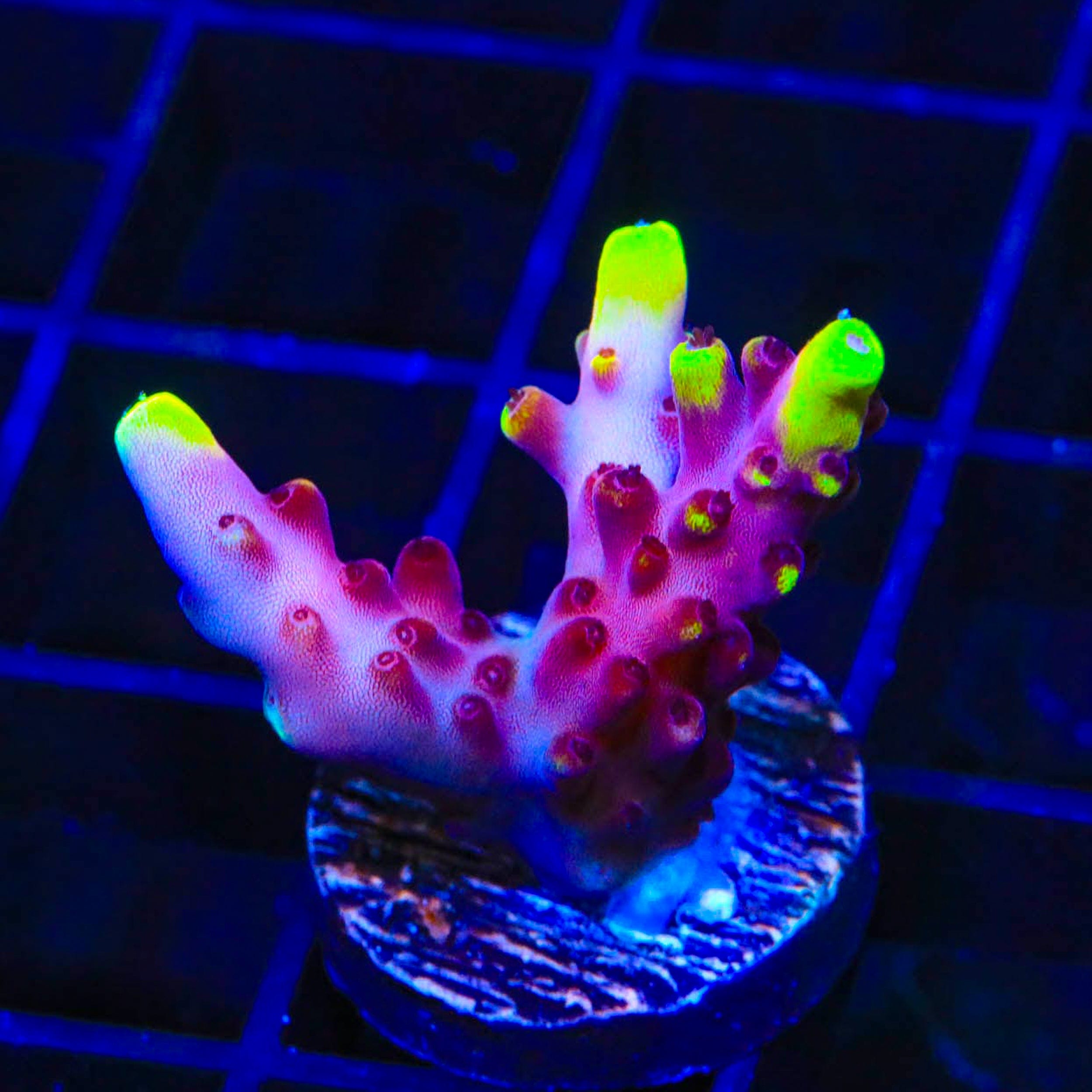 JF Fox Flame Acropora Coral