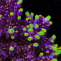 JF Fox Flame Acropora Coral
