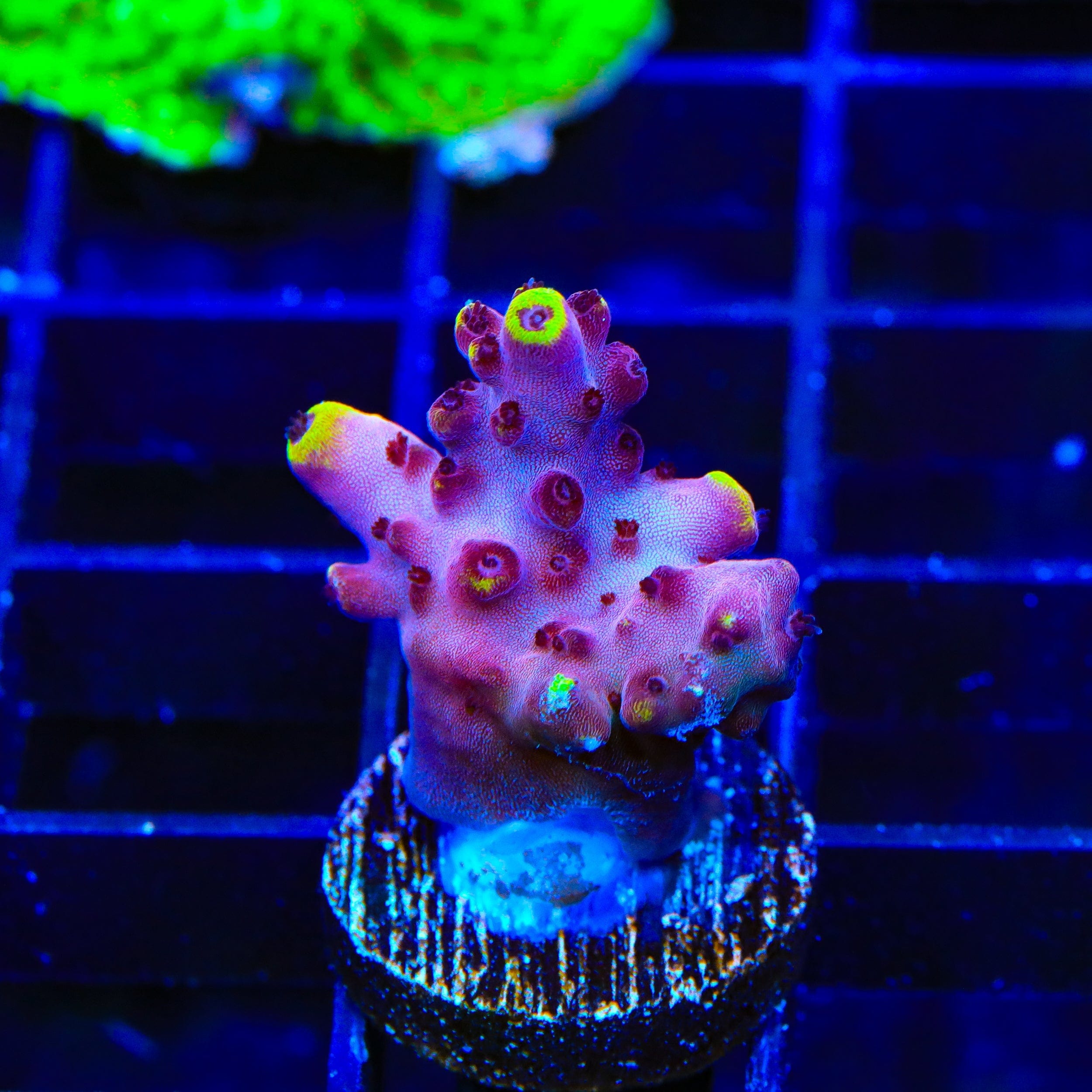 JF Fox Flame Acropora Coral – Top Shelf Aquatics