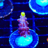 JF Fox Flame Acropora Coral