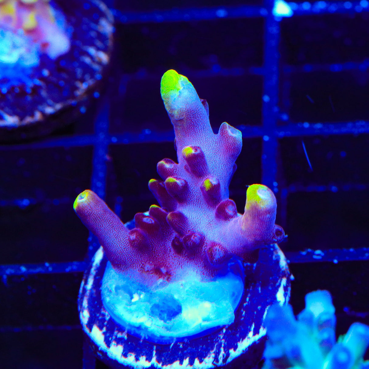 JF Fox Flame Acropora Coral