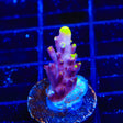JF Fox Flame Acropora Coral