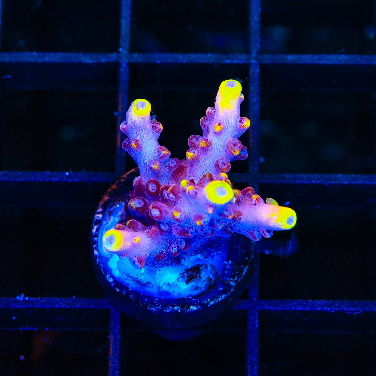 JF Fox Flame Acropora Coral