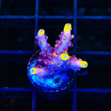 JF Fox Flame Acropora Coral