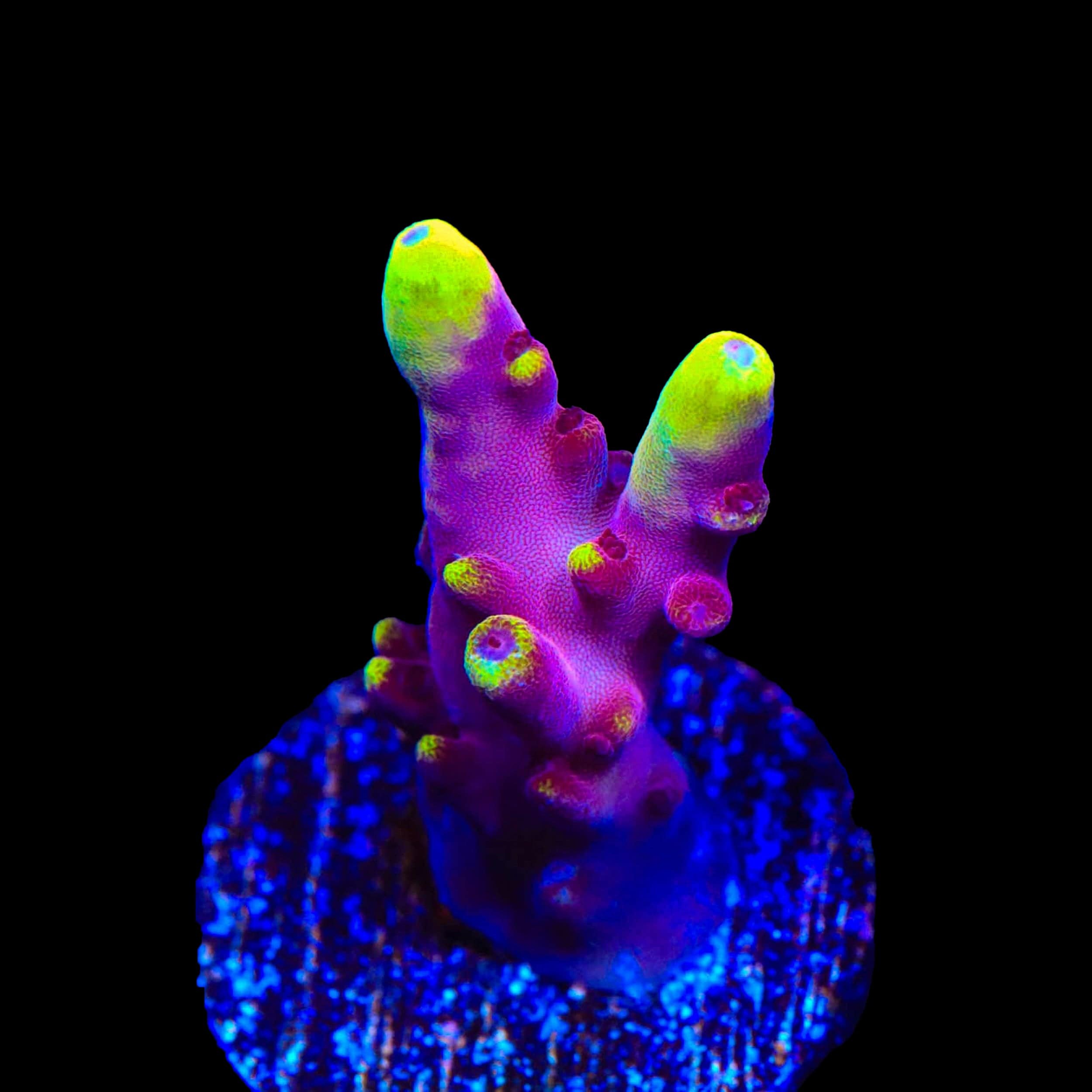 JF Fox Flame Acropora Coral