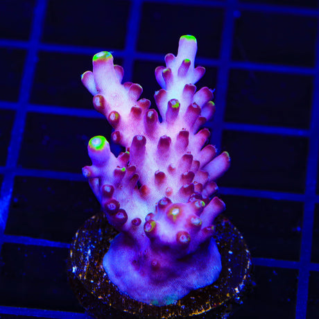 JF Fox Flame Acropora XL Frag Coral