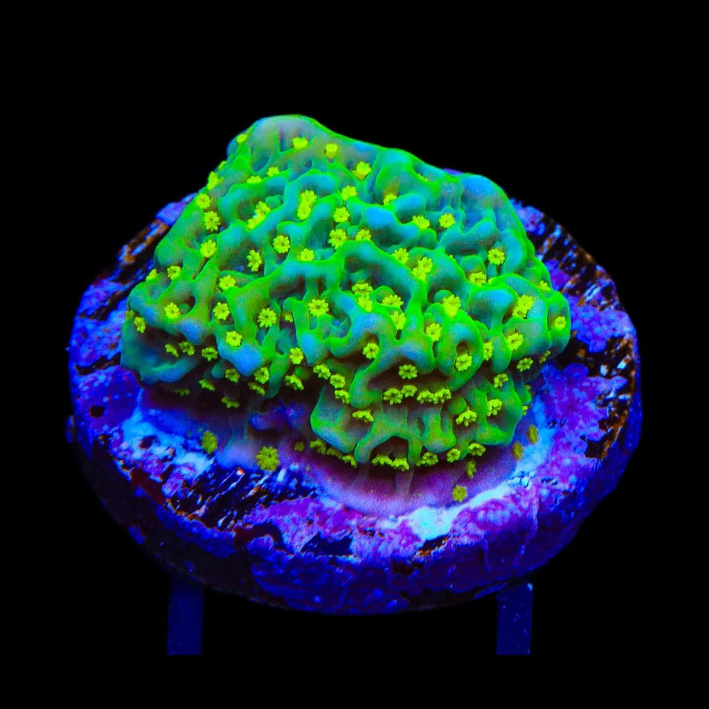 JF Frankie's Hot Pink Rim Montipora Cap Coral – Top Shelf Aquatics