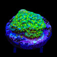 JF Frankies Hot Pink Rim Montipora Cap Coral