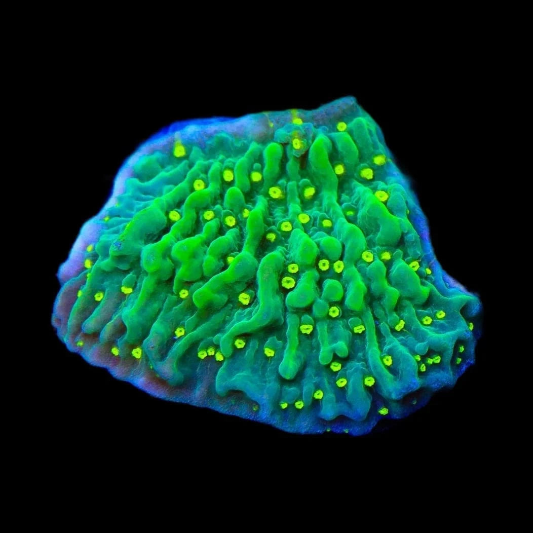 JF Frankie's Hot Pink Rim Montipora Cap Coral – Top Shelf Aquatics