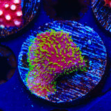 JF Freak Hair Lithophyllon Coral