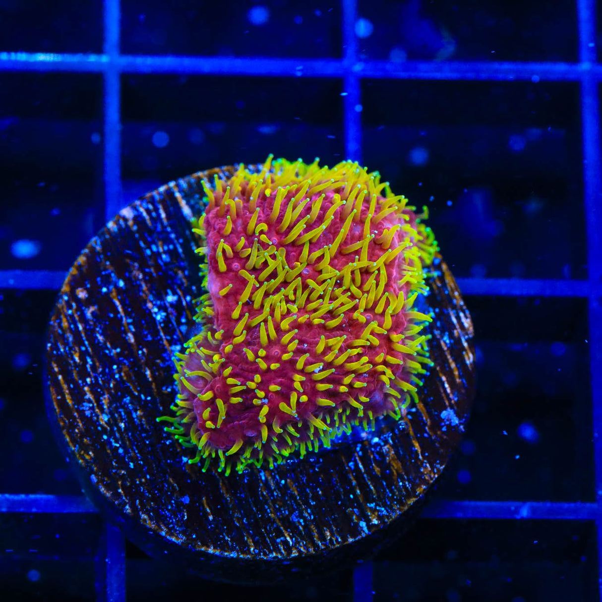 JF Freak Hair Lithophyllon Coral