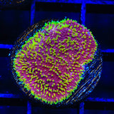 JF Freak Hair Lithophyllon Coral