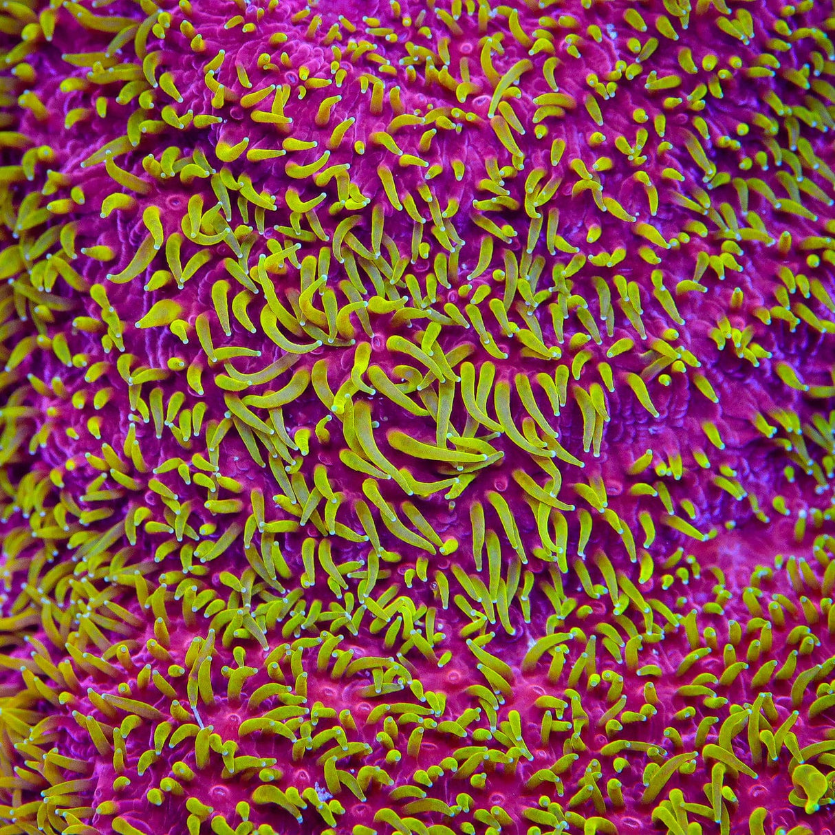 JF Freak Hair Lithophyllon Coral