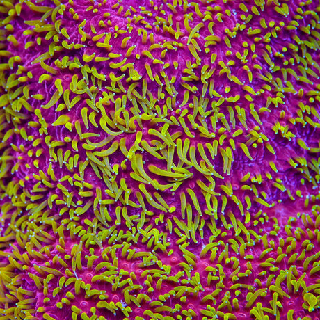JF Freak Hair Lithophyllon Coral