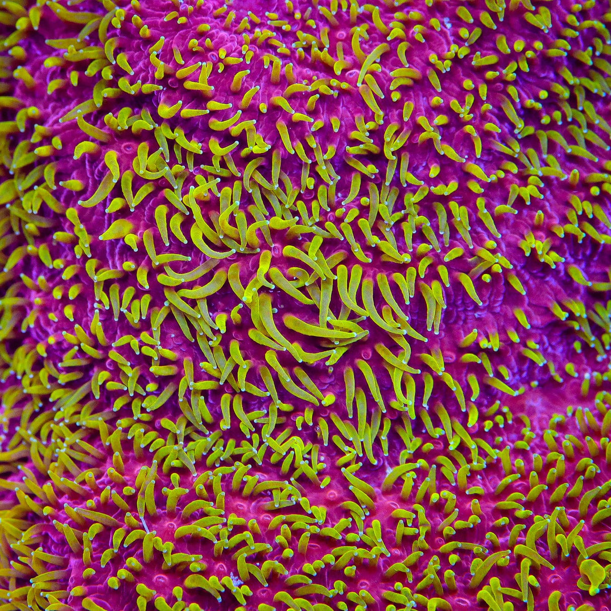 JF Freak Hair Lithophyllon Coral