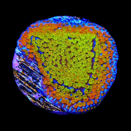 JF Fruity Pebbles Montipora Coral