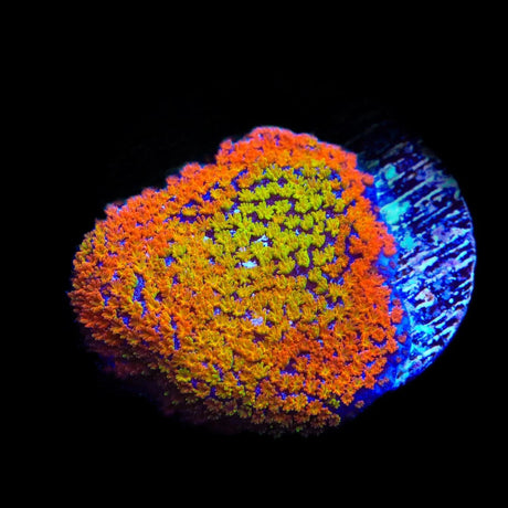 JF Fruity Pebbles Montipora Coral