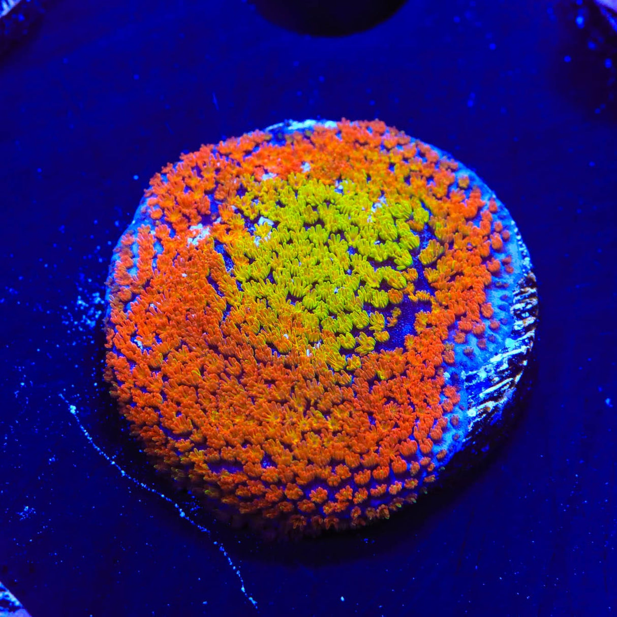 JF Fruity Pebbles Montipora Coral