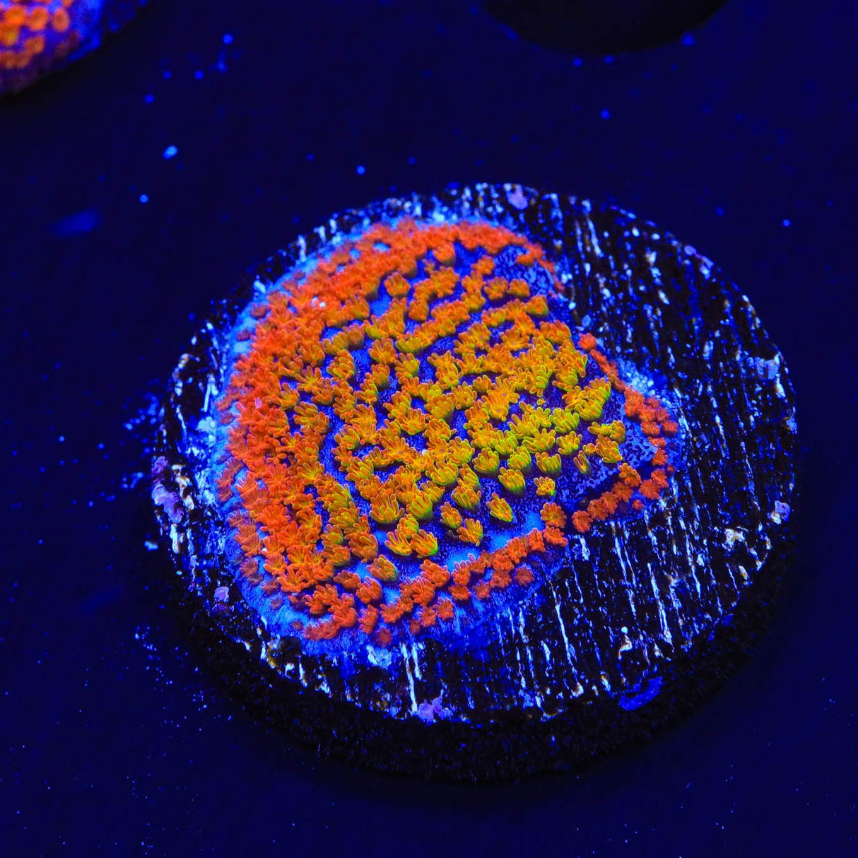 JF Fruity Pebbles Montipora Coral