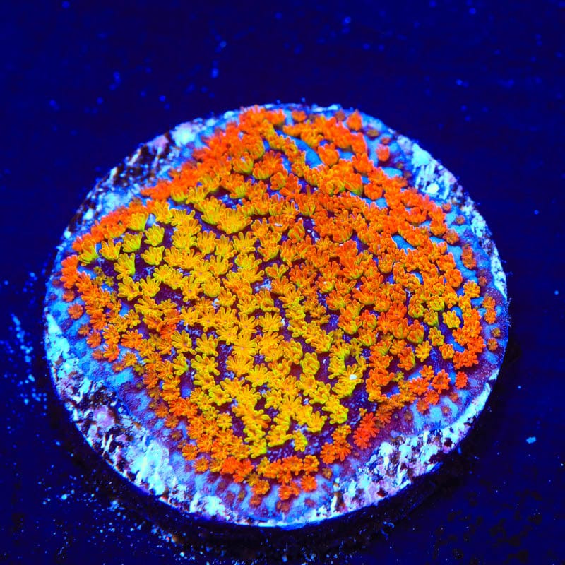 JF Fruity Pebbles Montipora Coral