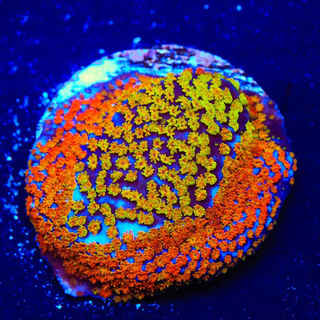 JF Fruity Pebbles Montipora Coral