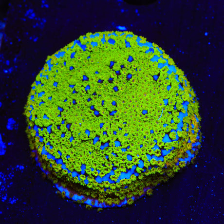 JF Fruity Pebbles Montipora Coral