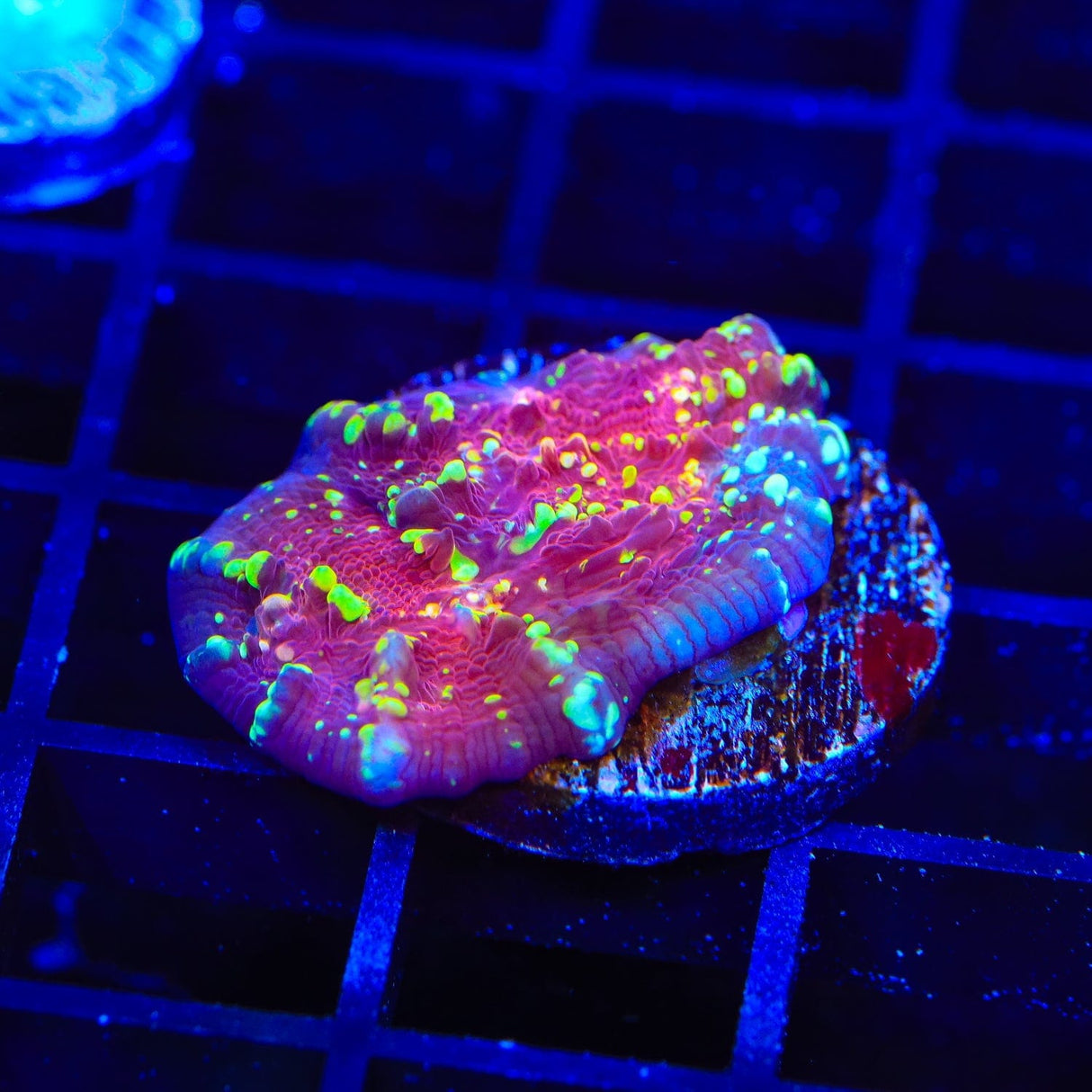 JF Gold Meister Chalice Coral