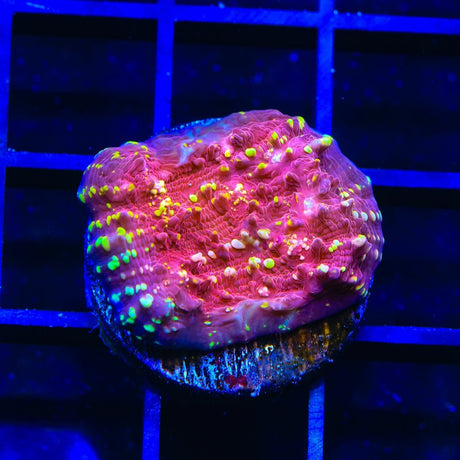 JF Gold Meister Chalice Coral