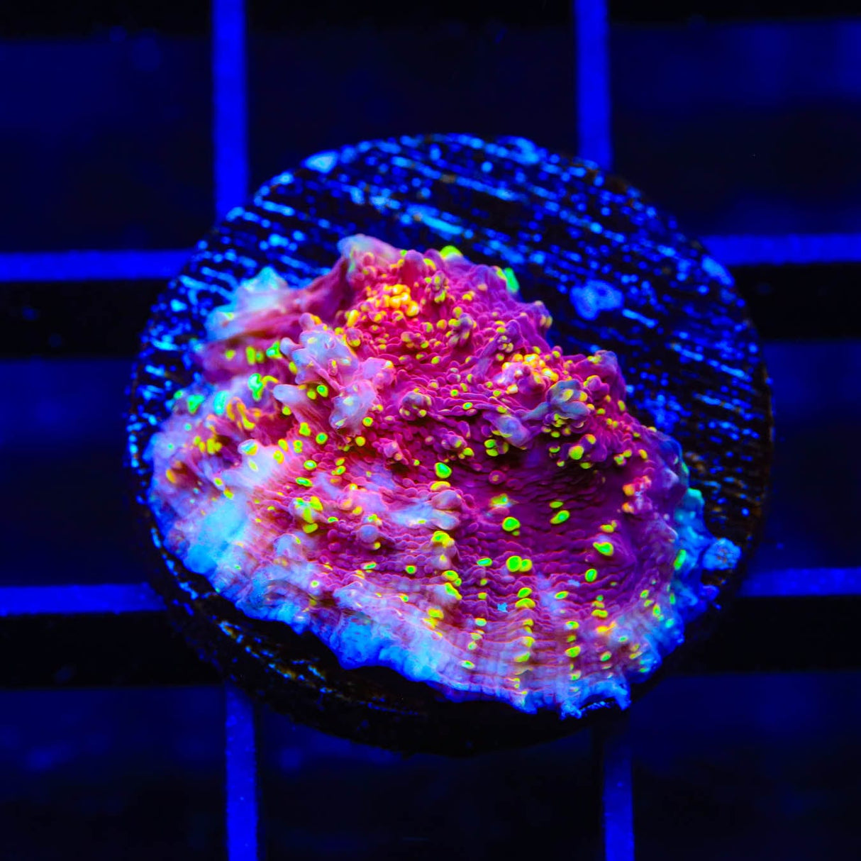 JF Gold Meister Chalice Coral