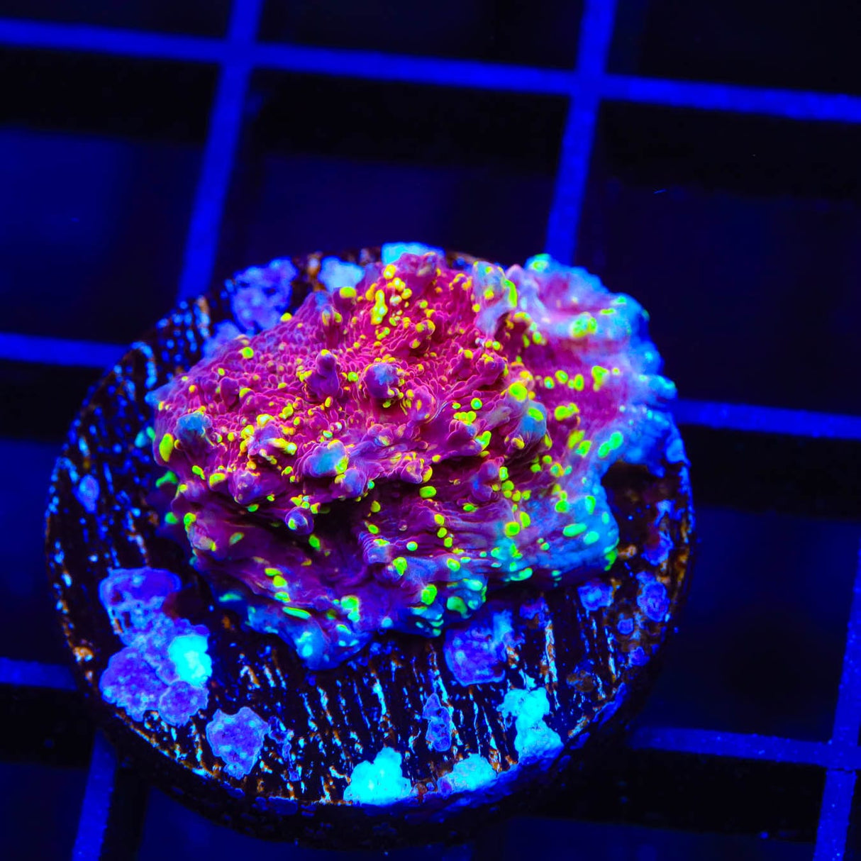 JF Gold Meister Chalice Coral