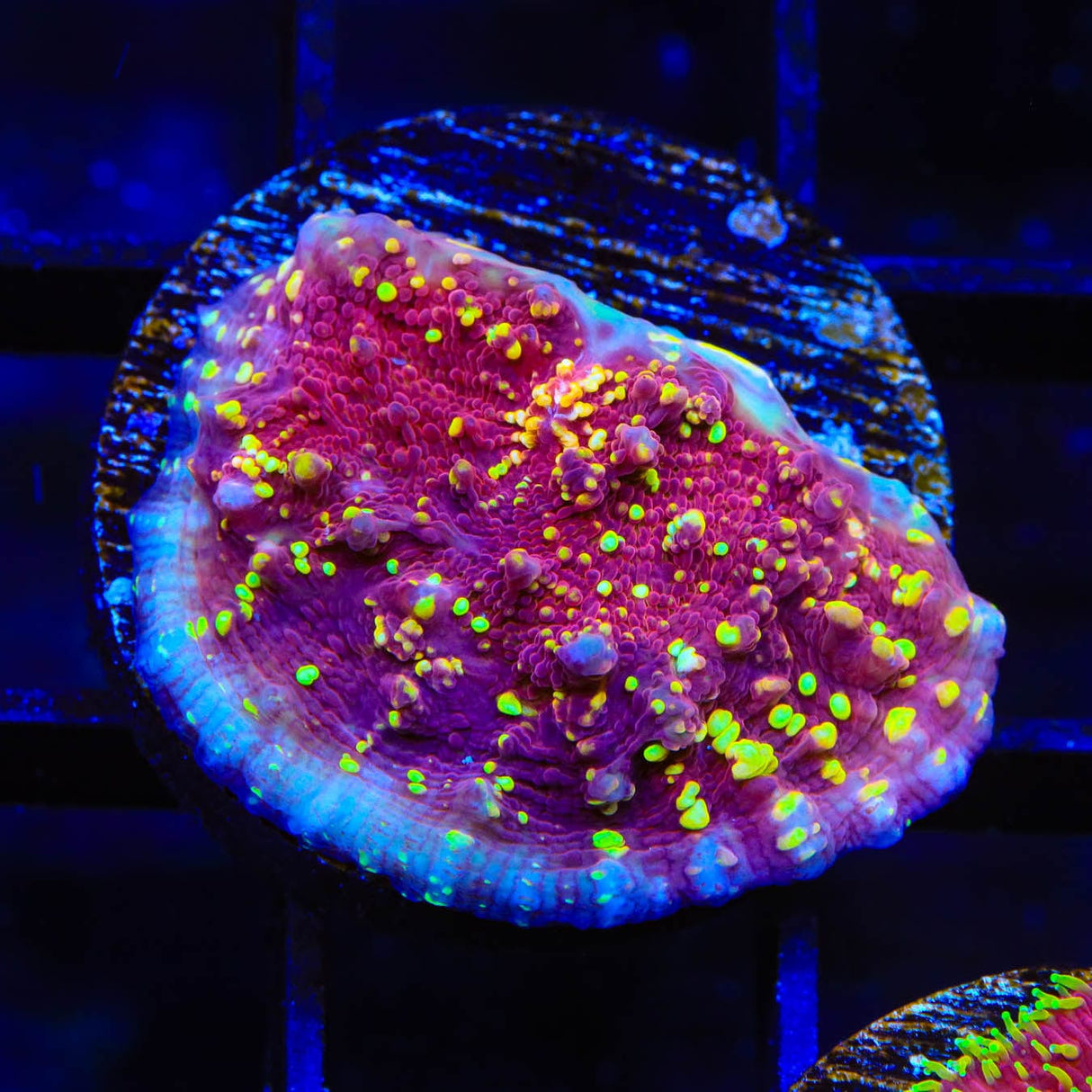 JF Gold Meister Chalice Coral