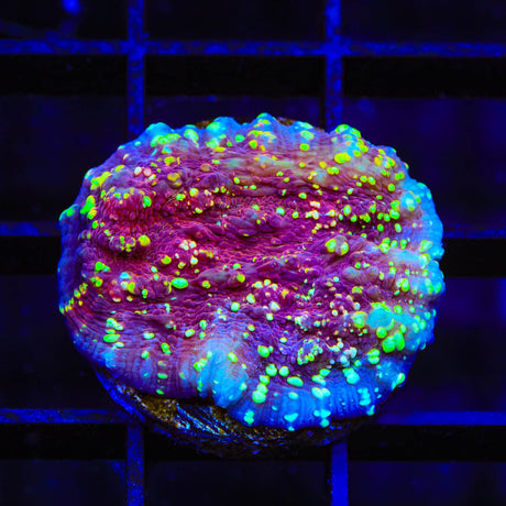 JF Gold Meister Chalice Coral