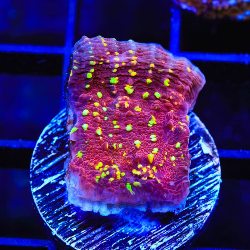 JF Gold Meister Chalice Coral