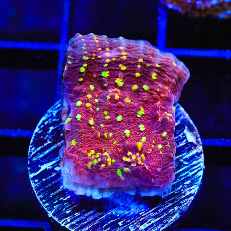 JF Gold Meister Chalice Coral
