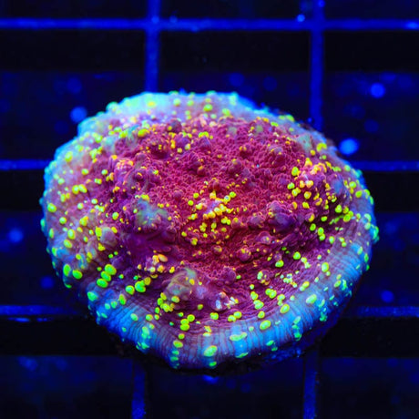 JF Gold Meister Chalice Coral