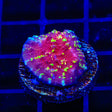 JF Gold Meister Chalice Coral