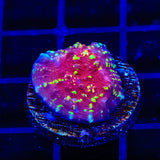 JF Gold Meister Chalice Coral