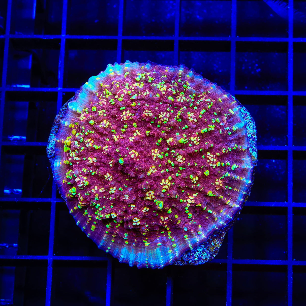 JF Gold Meister Chalice XL Frag Coral
