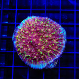 JF Gold Meister Chalice XL Frag Coral