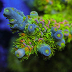 JF Homewrecker Acropora Coral