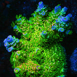 JF Homewrecker Tenuis Acropora Coral
