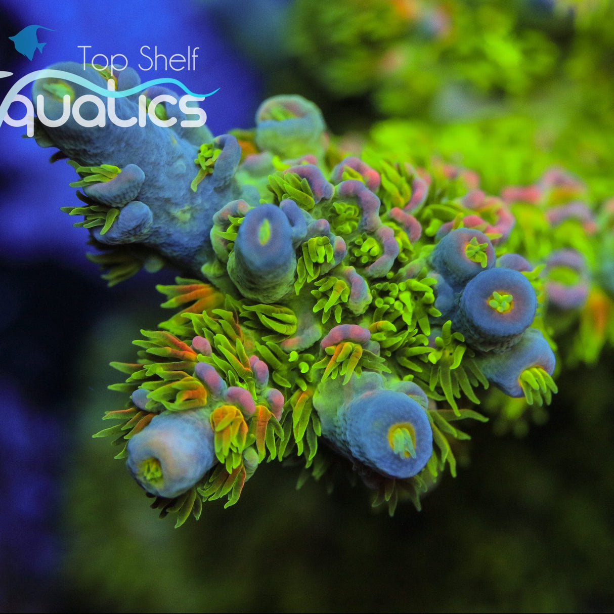 JF Homewrecker Tenuis Acropora Coral