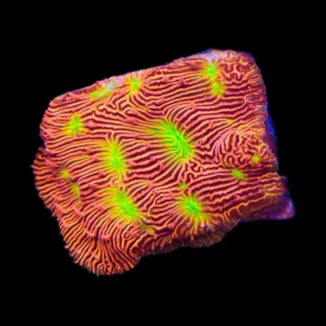 JF Jack O Lantern Leptoseris Coral